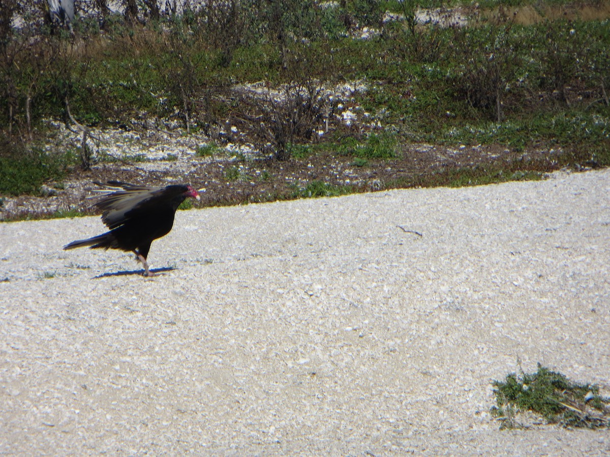 Turkey Vulture - carolyn spidle