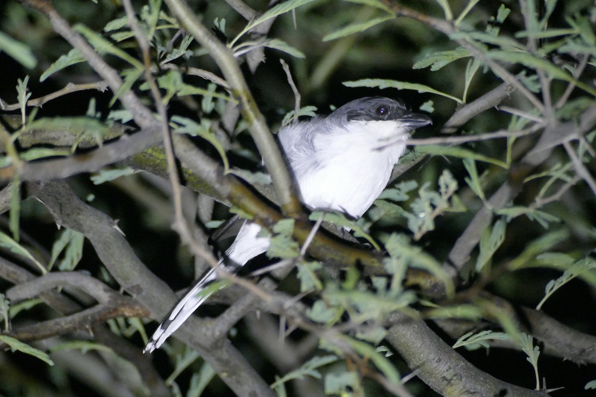 shrike sp. - Peter Kaestner