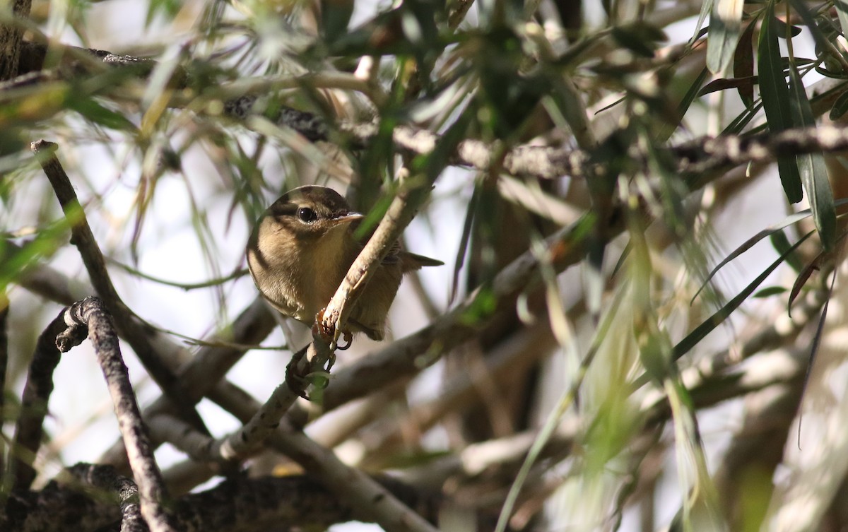 Dusky Warbler - ML180717381