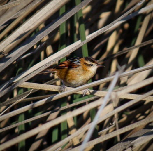 Wren-like Rushbird - ML180717411