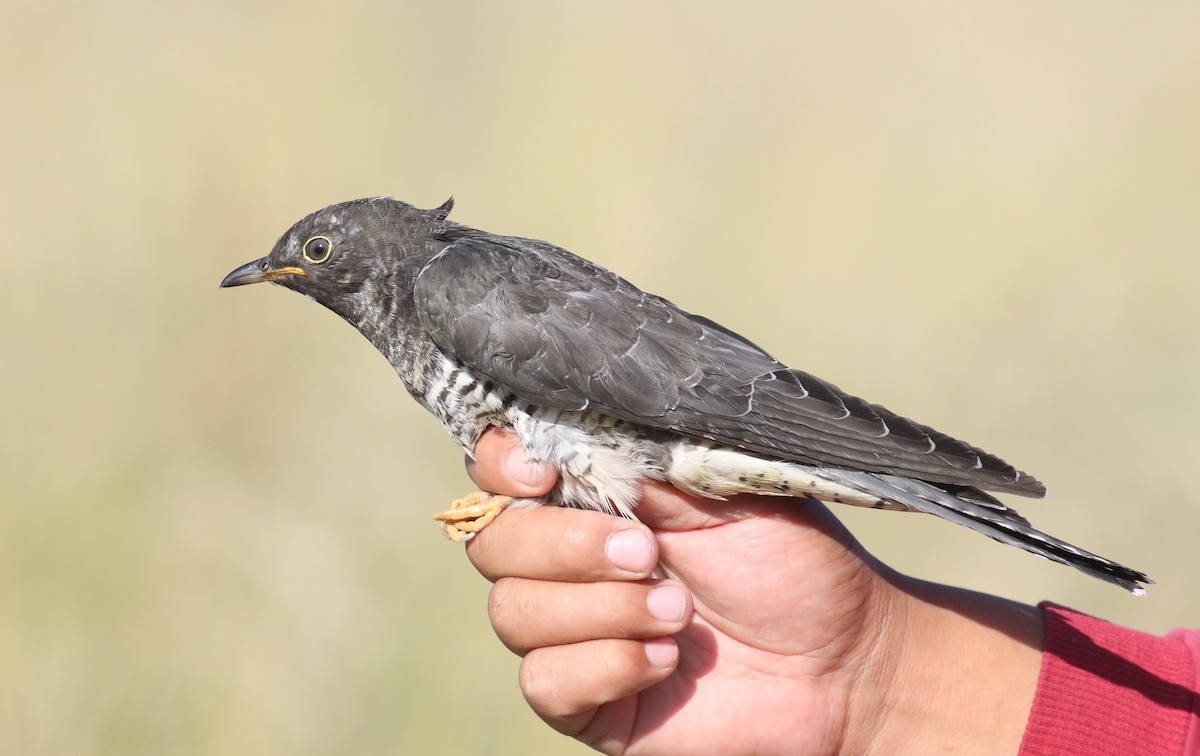 Common/Oriental Cuckoo - ML180719301