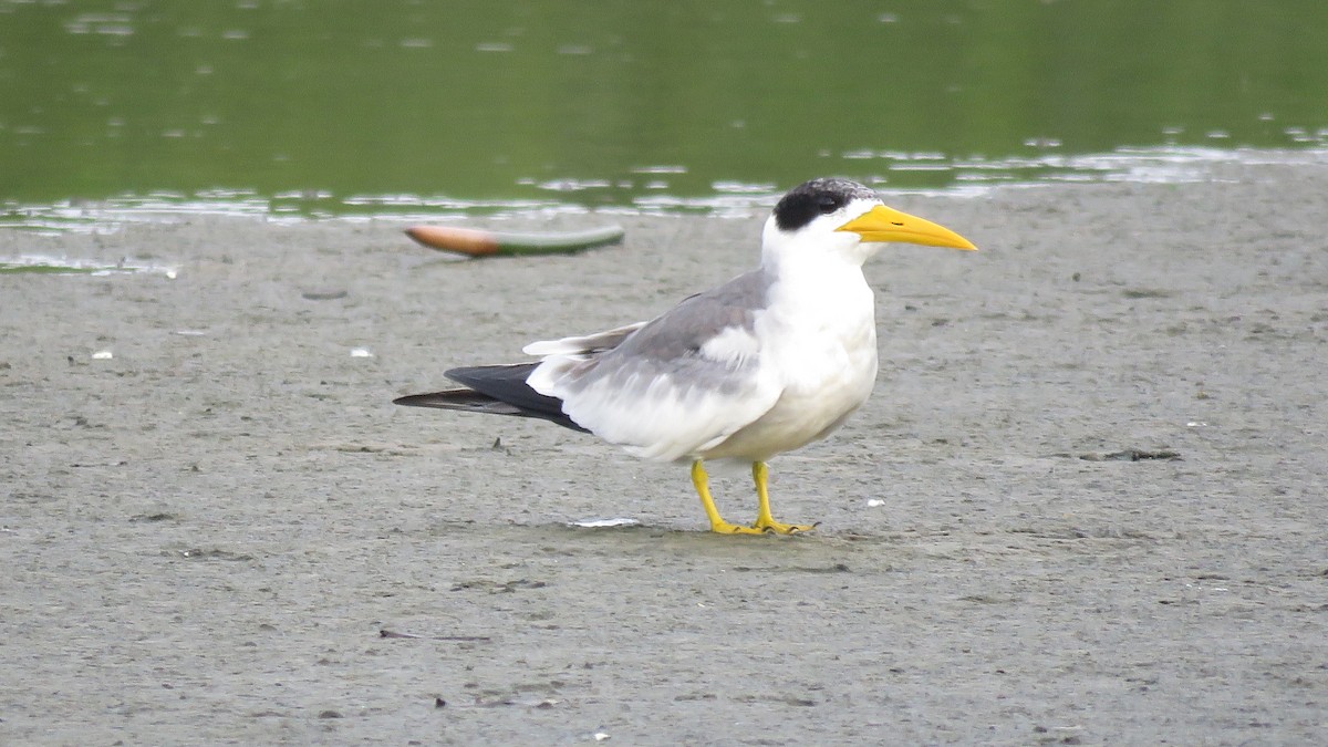 Large-billed Tern - Jorge Alcalá