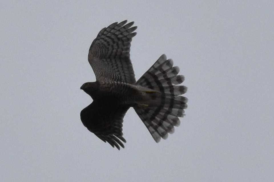 Eurasian Sparrowhawk - Blair Whyte