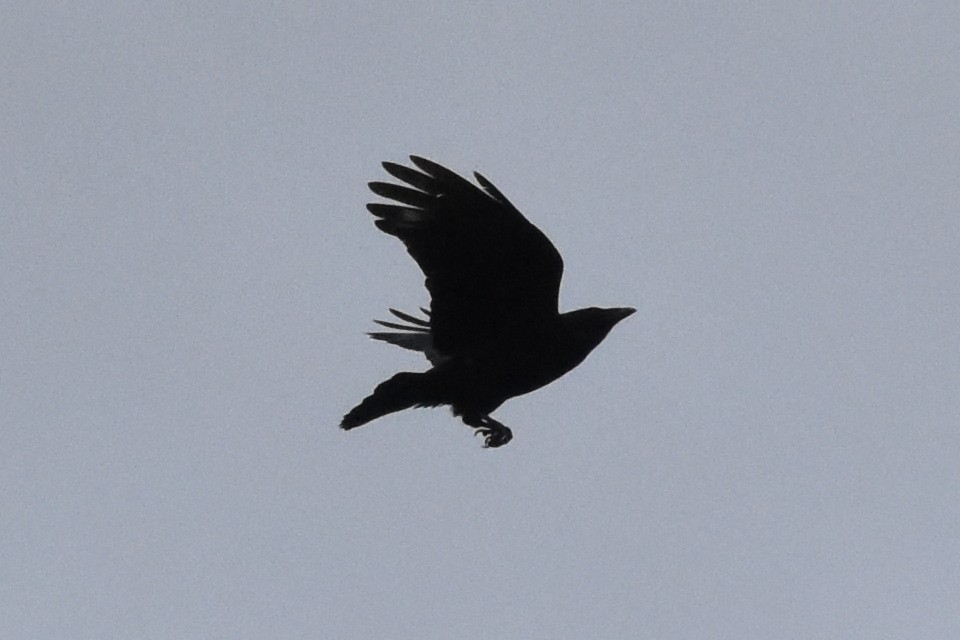 Carrion Crow - ML180721121