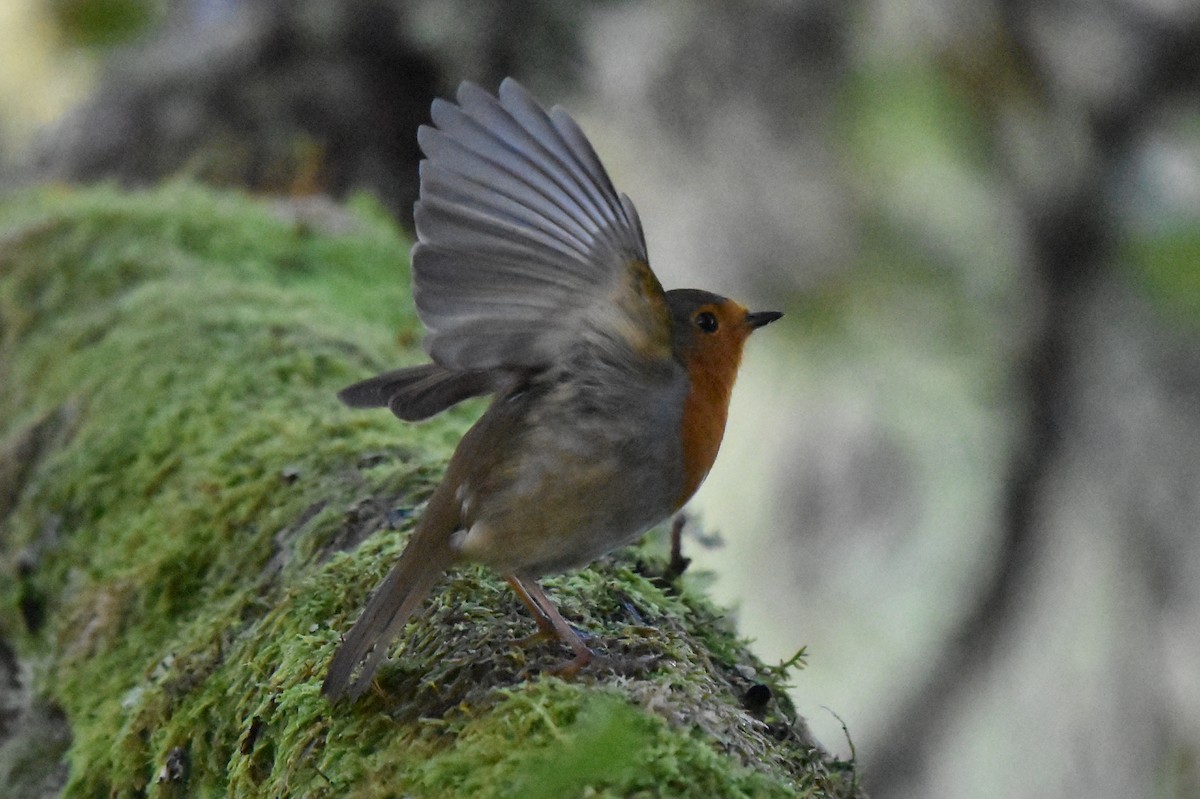 European Robin - ML180721401