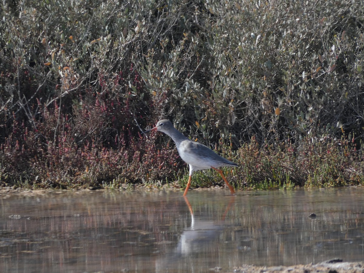 Common Redshank - Helder Vieira