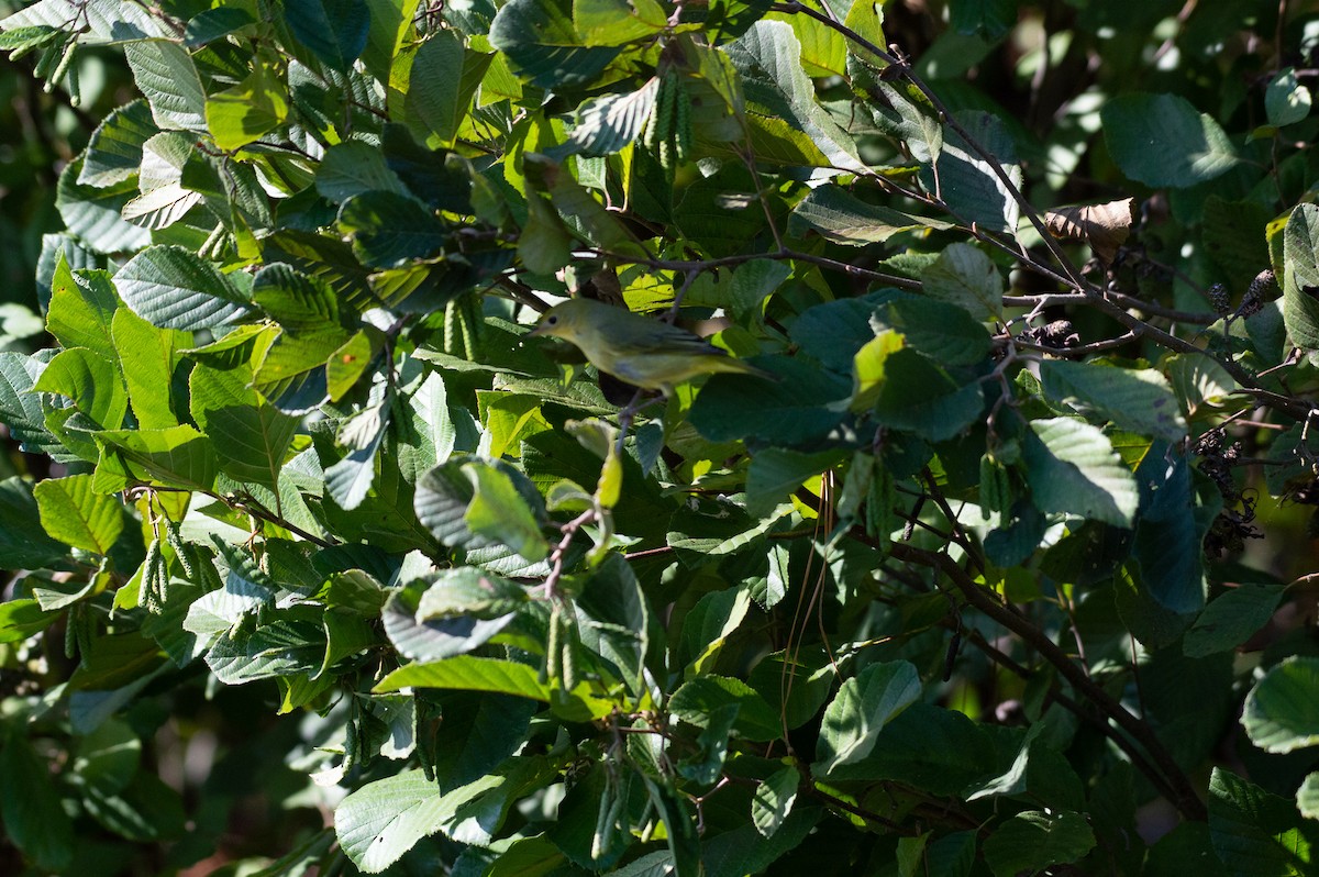 Yellow Warbler - ML180722041