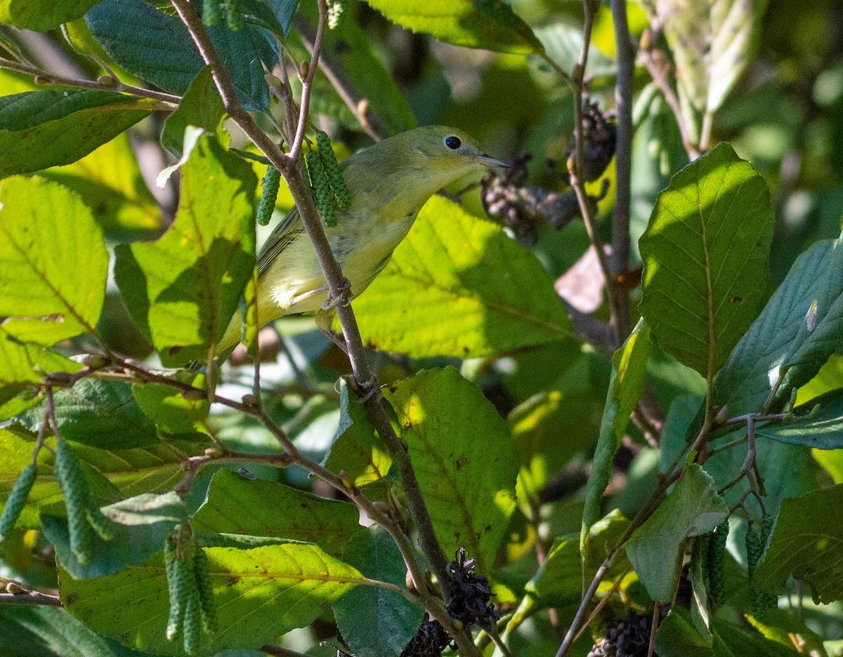 Yellow Warbler - ML180722121
