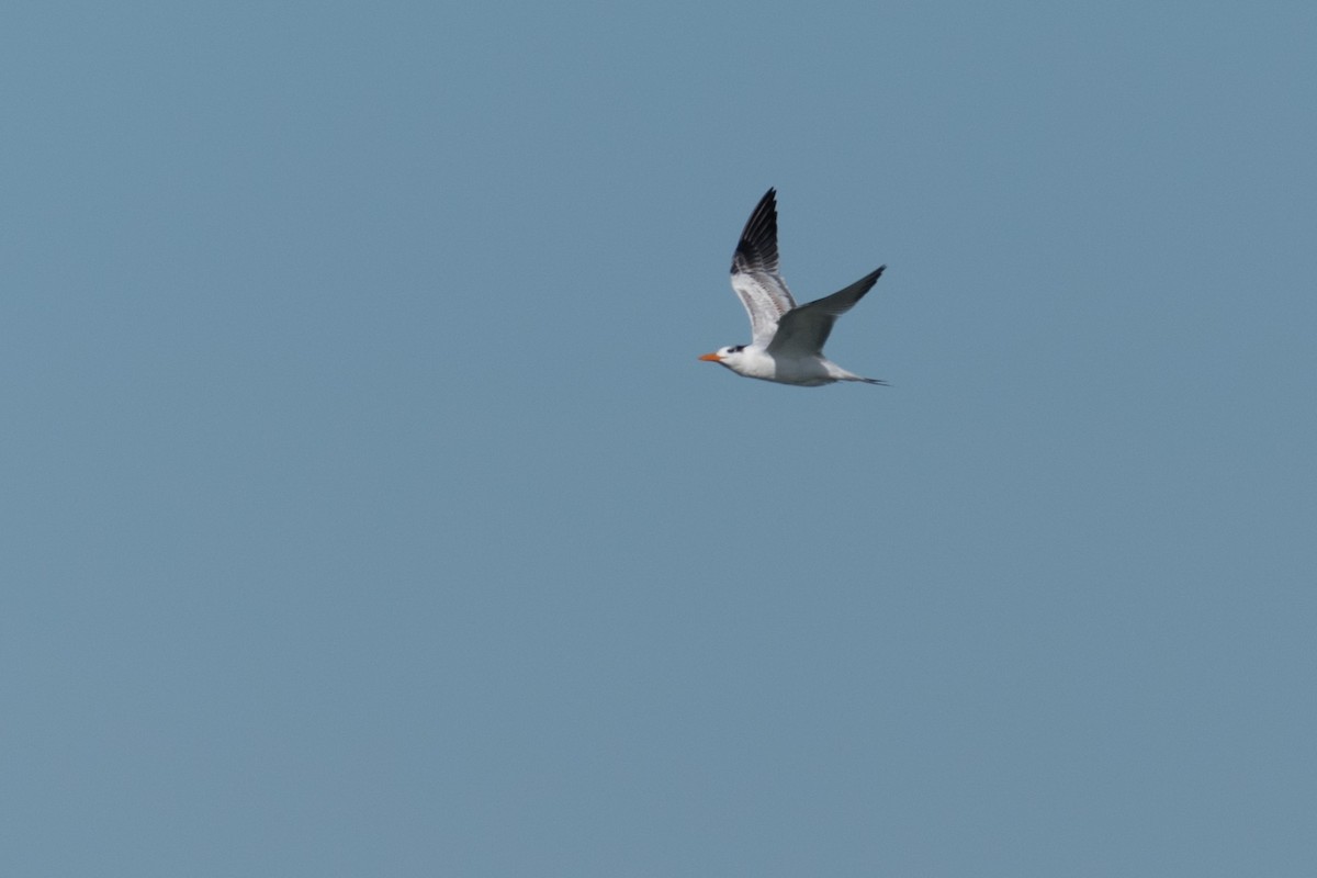 Royal Tern - ML180722601