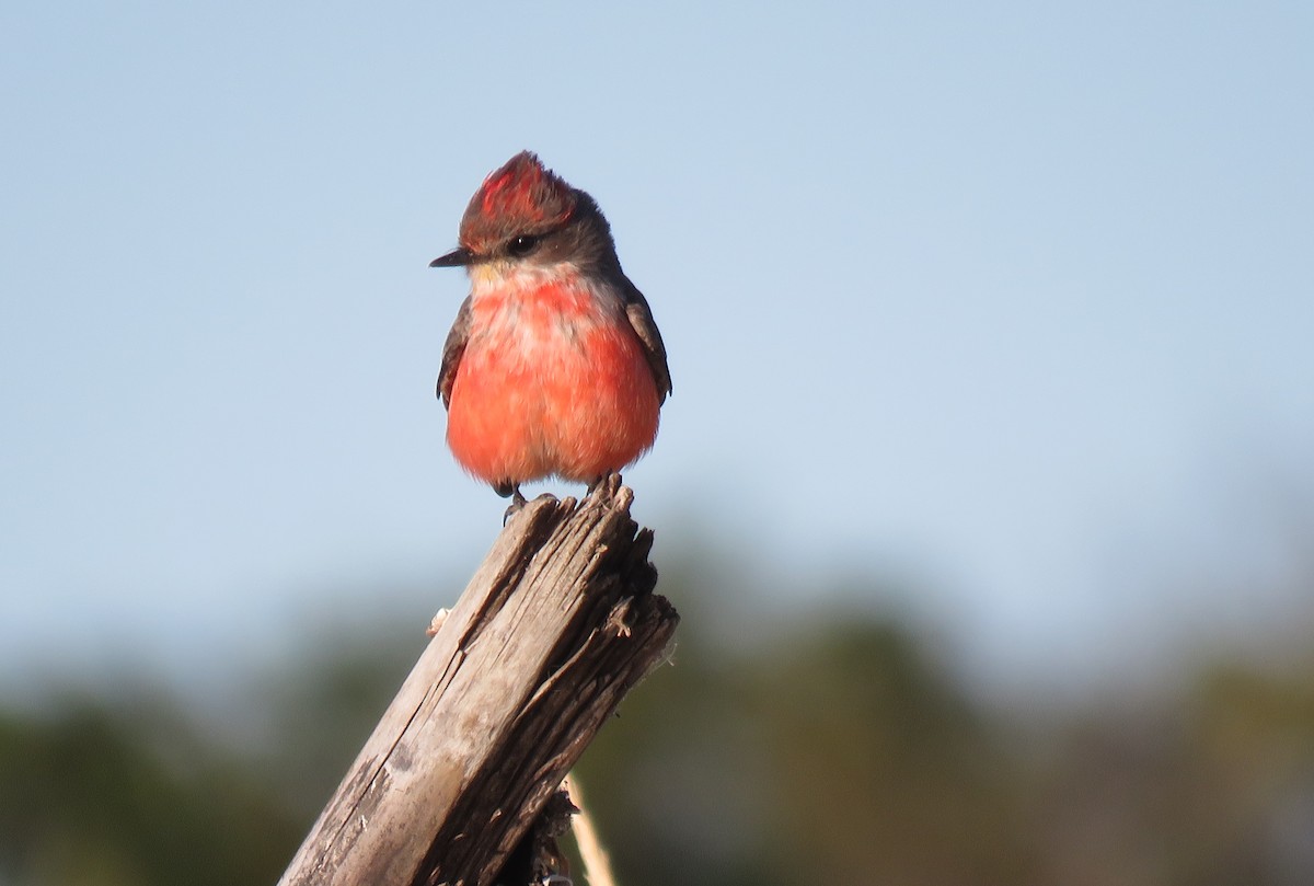 Vermilion Flycatcher - ML180722891