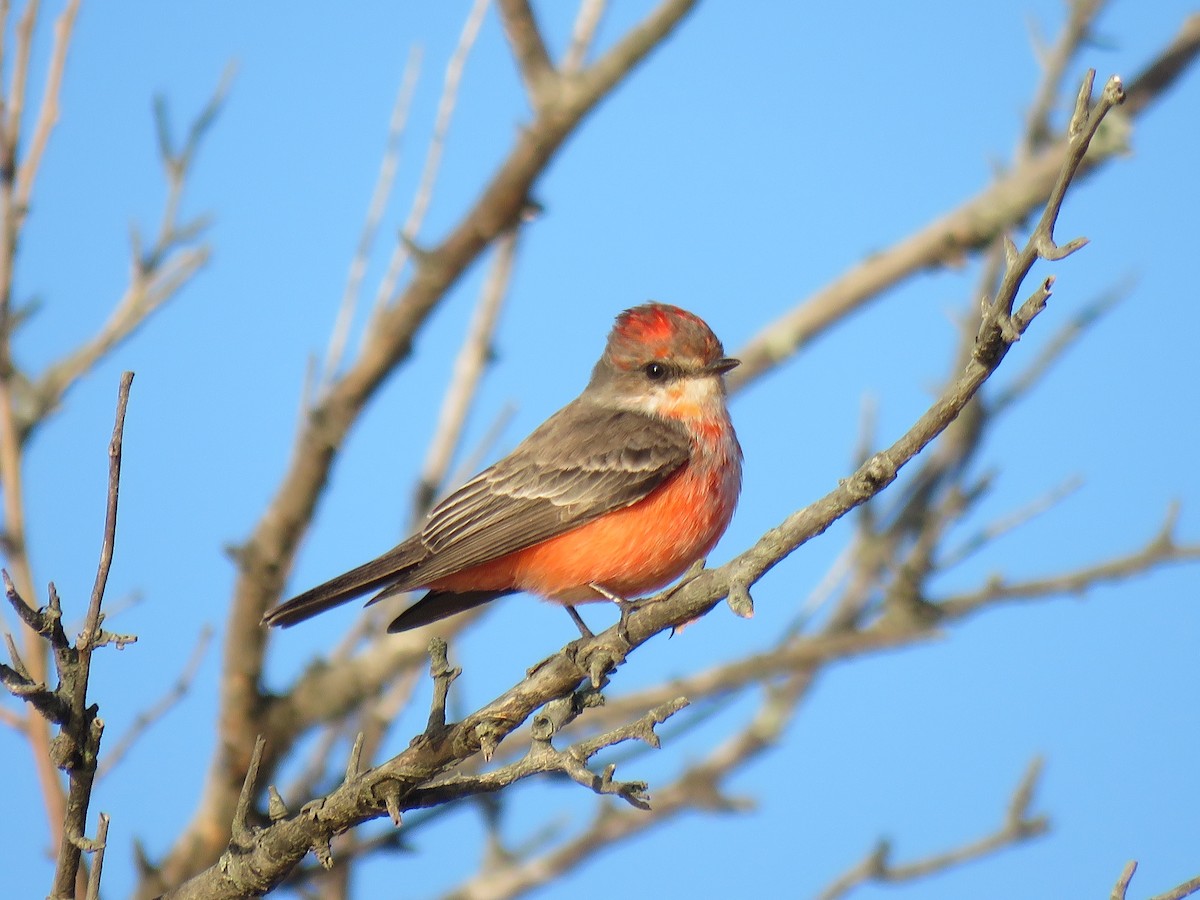 Vermilion Flycatcher - Keith Leonard