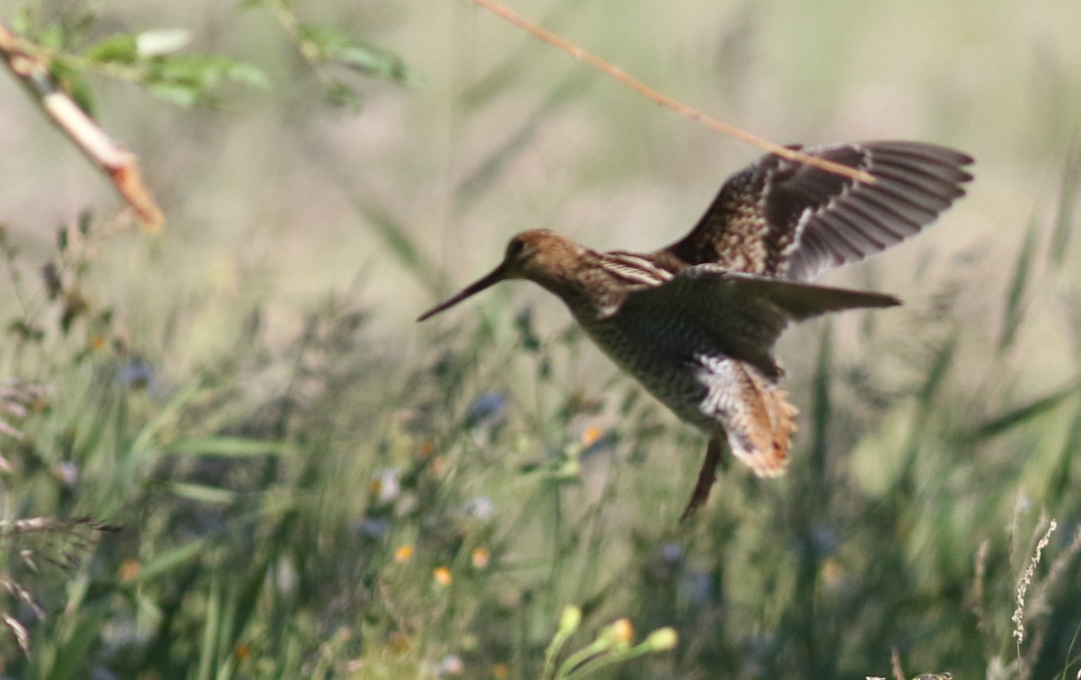 Swinhoe's/Pin-tailed Snipe - ML180722971