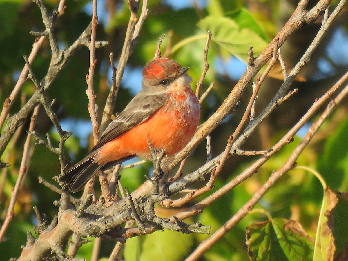 Vermilion Flycatcher - Keith Leonard