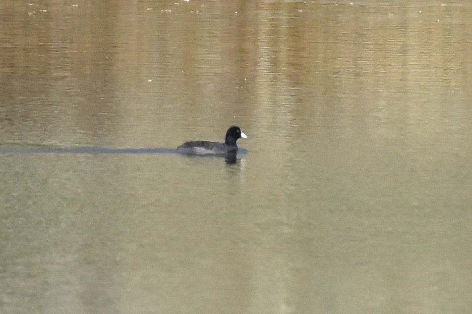 Eurasian Coot - Blair Whyte