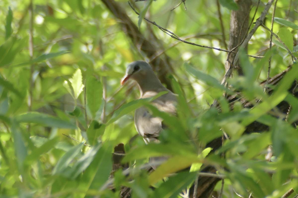 Blue-spotted Wood-Dove - ML180724771