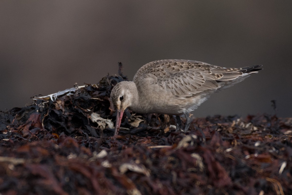 Hudsonian Godwit - Steven McGrath