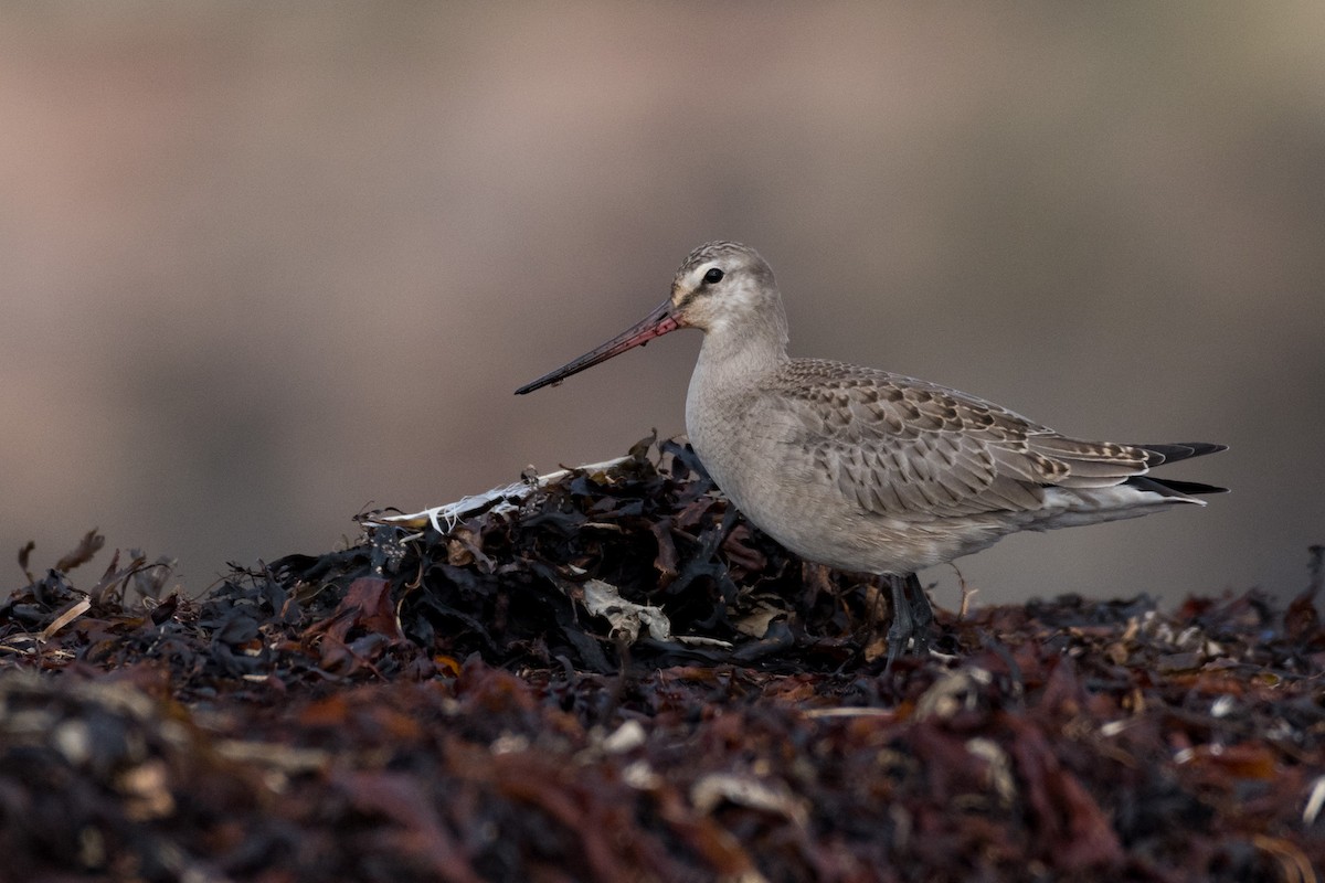 Hudsonian Godwit - ML180724981