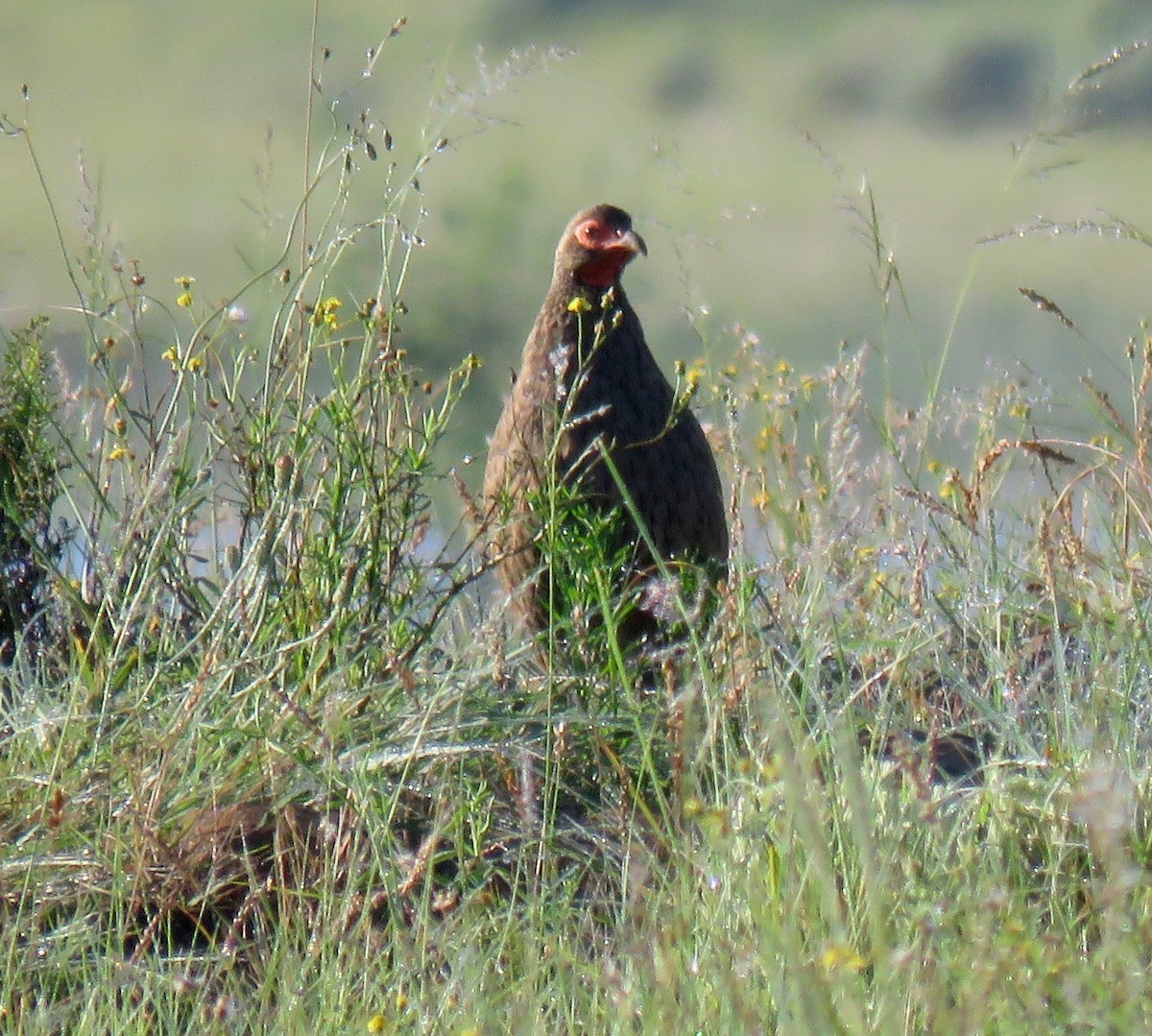 Swainson's Spurfowl - ML180726351