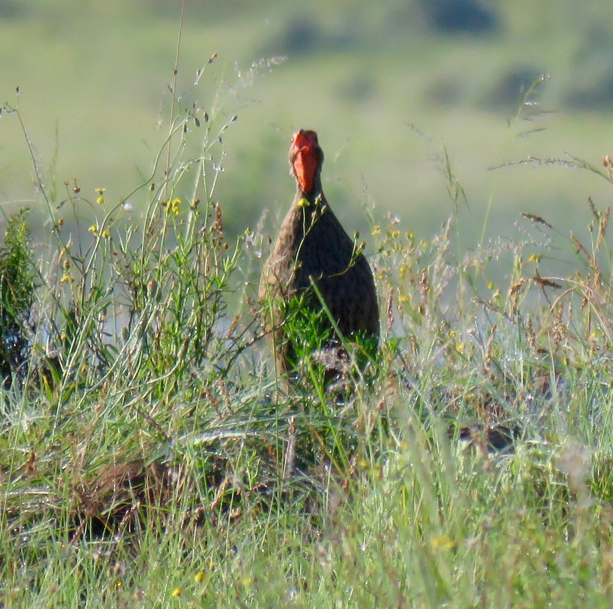 Swainson's Spurfowl - ML180726691