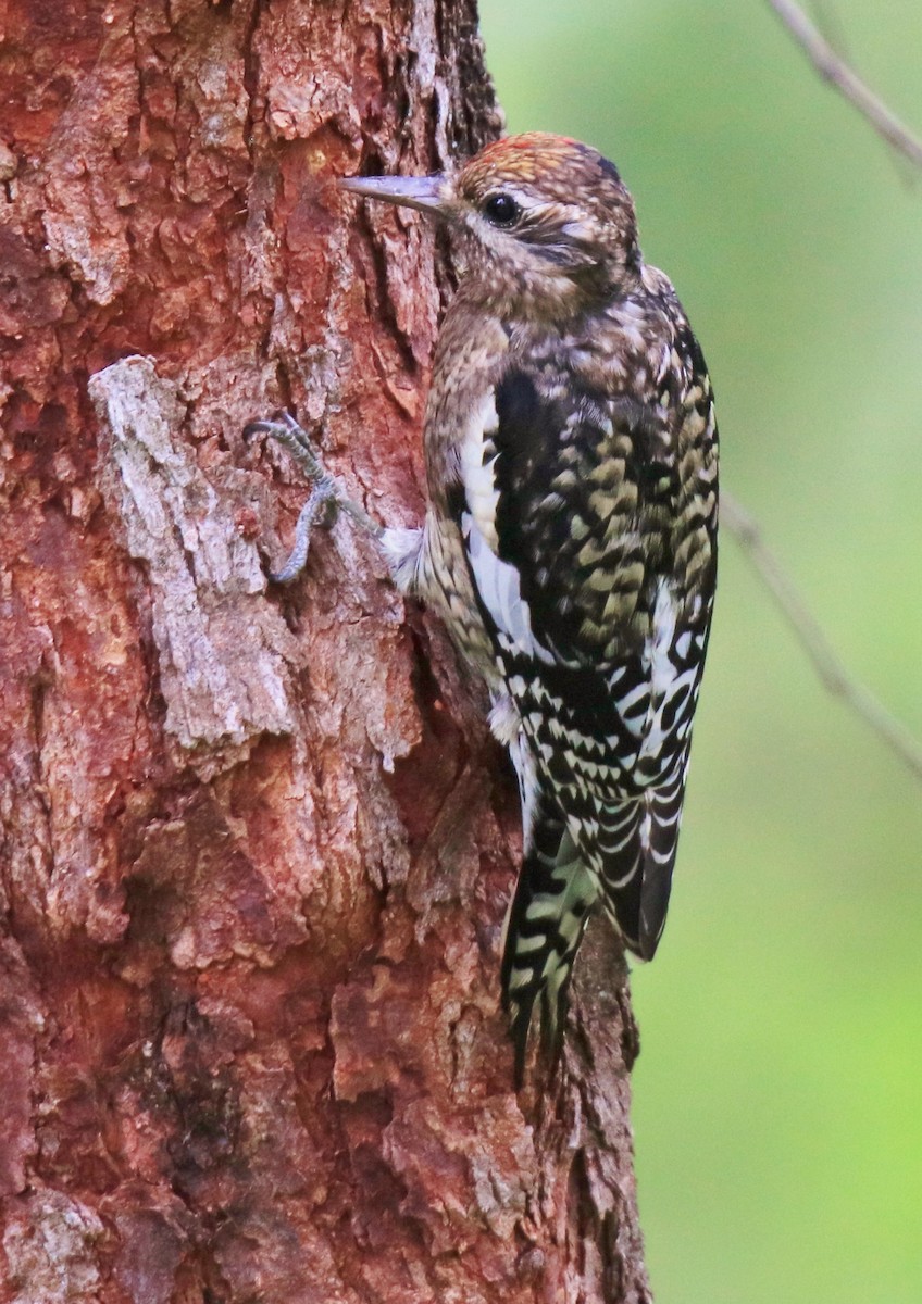 Yellow-bellied Sapsucker - William Baldridge