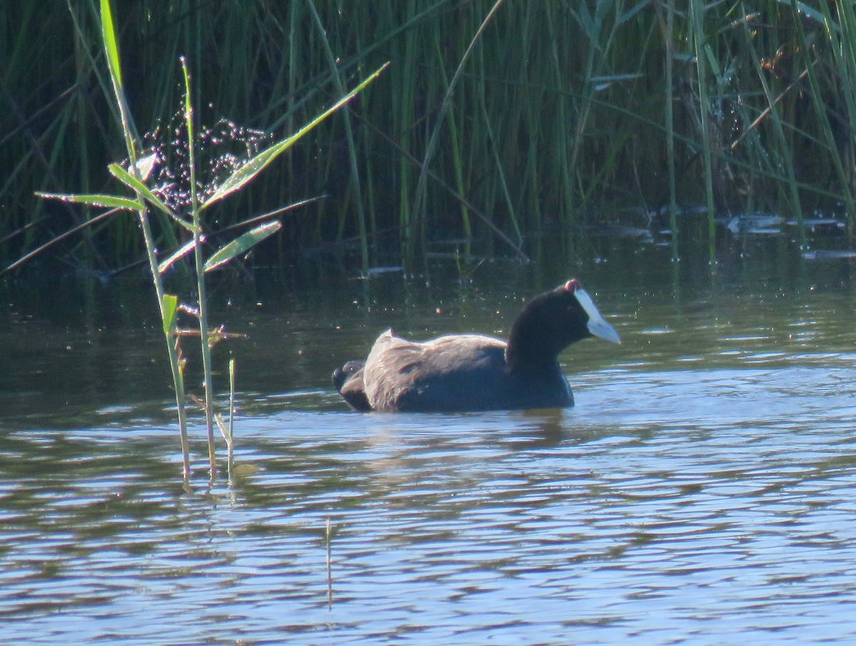 Red-knobbed Coot - ML180727521