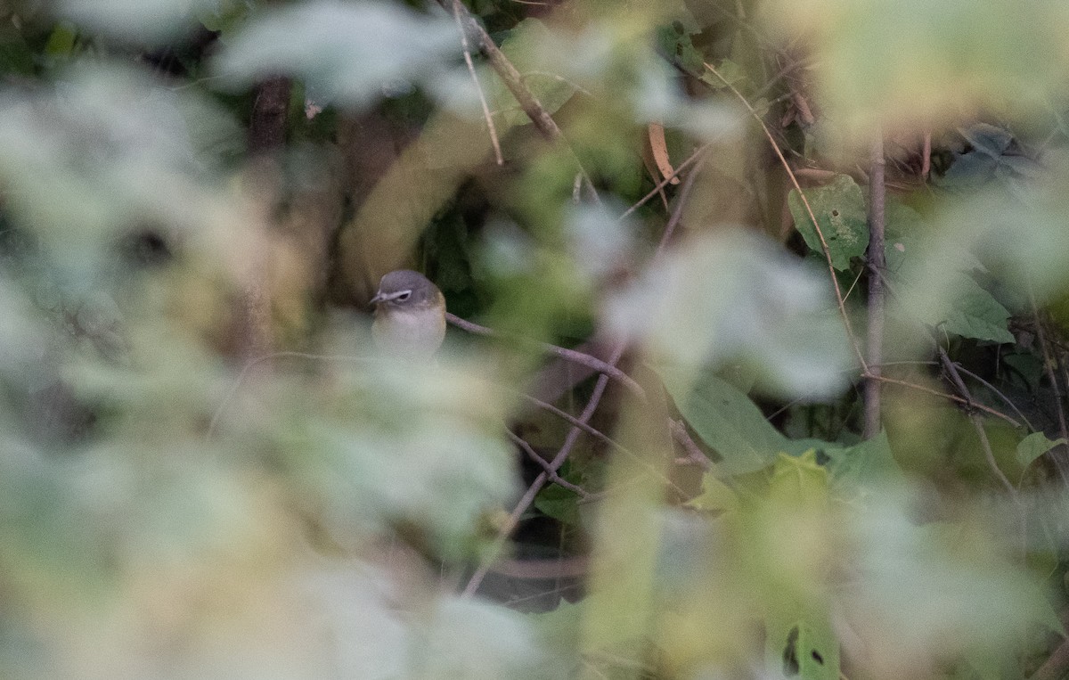 Blue-headed Vireo - Cody Massery