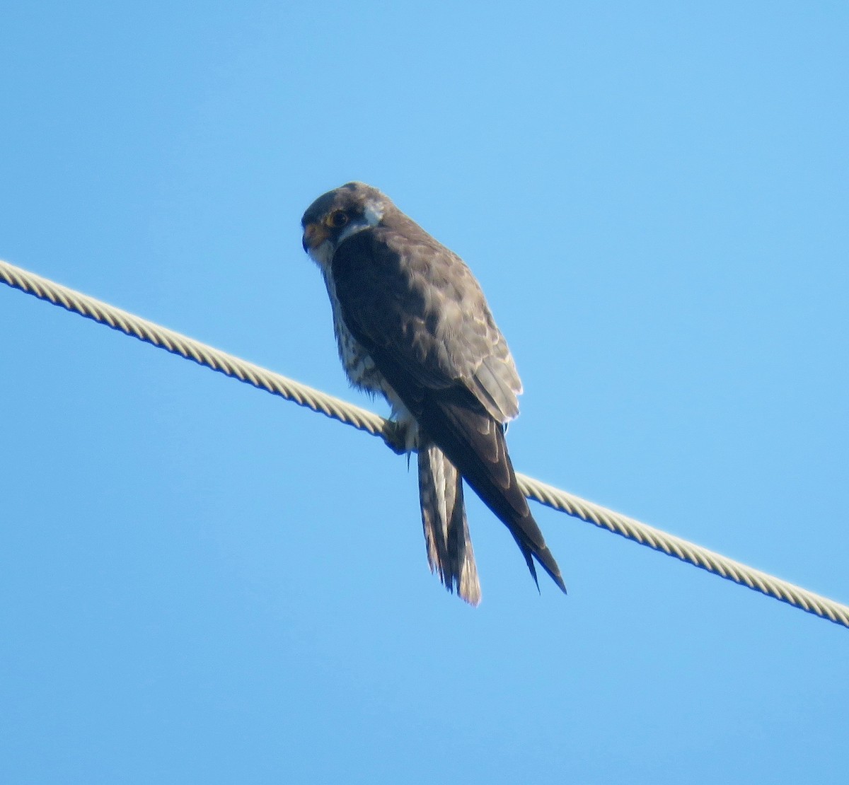 Кібчик амурський - ML180728781