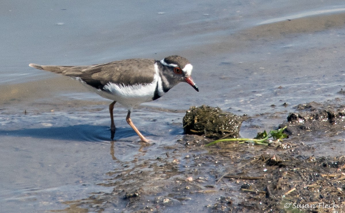 Three-banded Plover - ML180729651