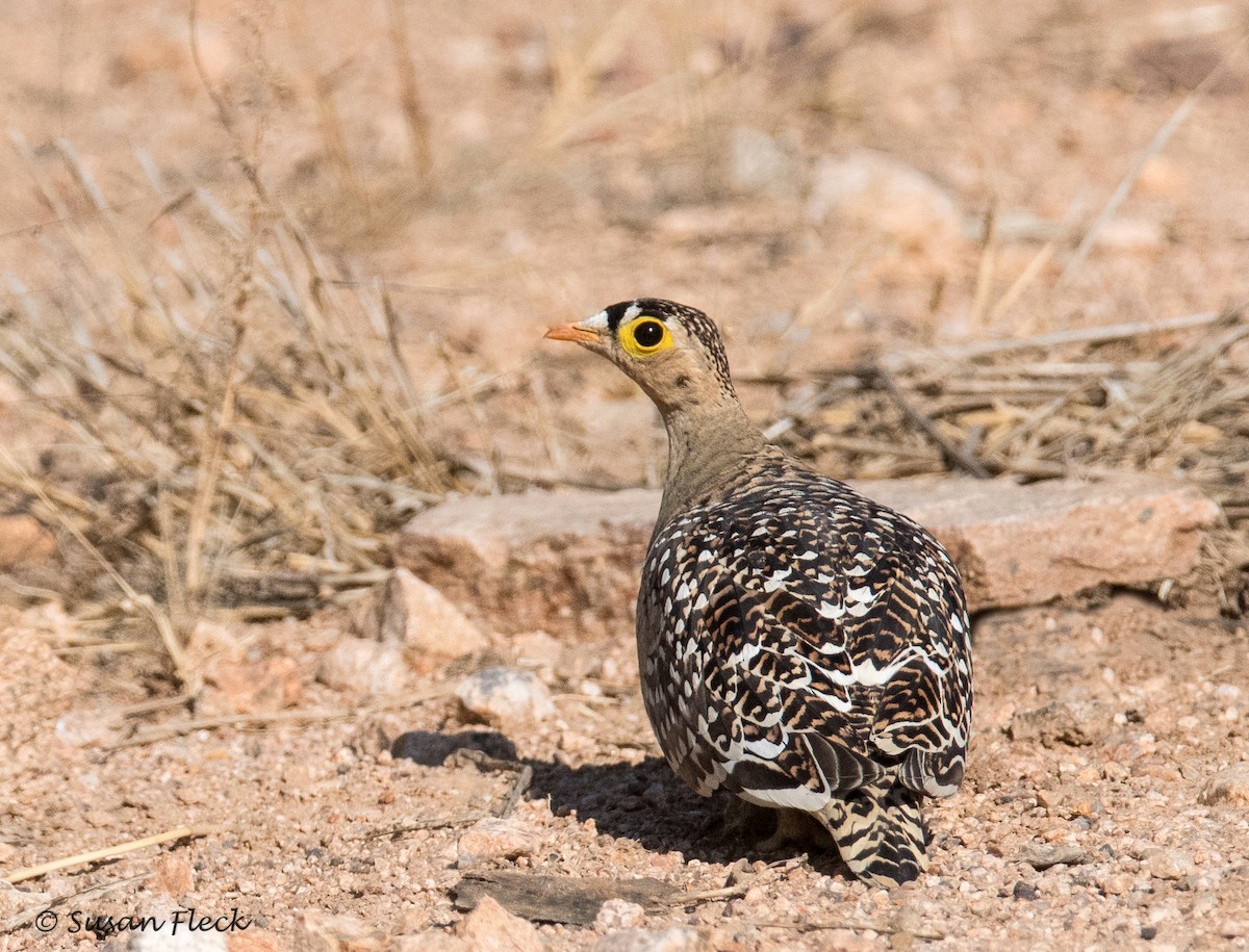 Double-banded Sandgrouse - ML180729811