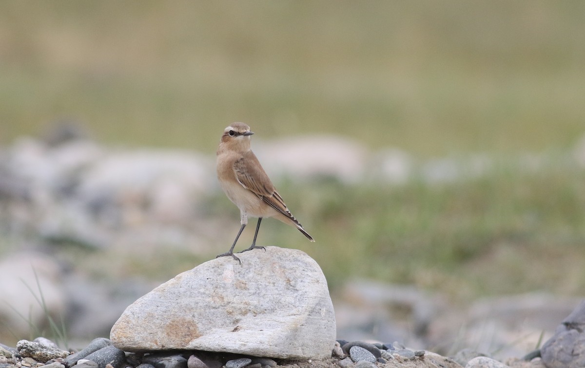 ハシグロヒタキ（oenanthe／libanotica） - ML180729961