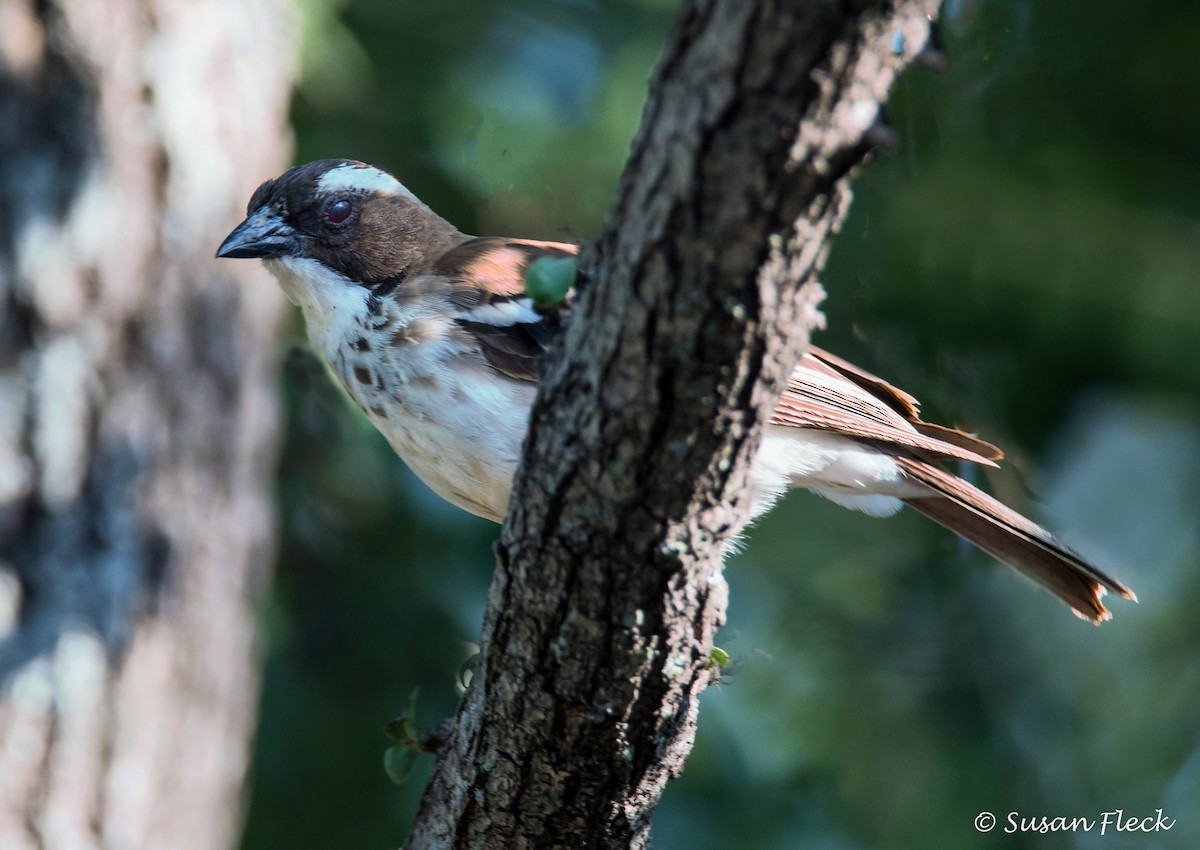 White-browed Sparrow-Weaver - ML180730011