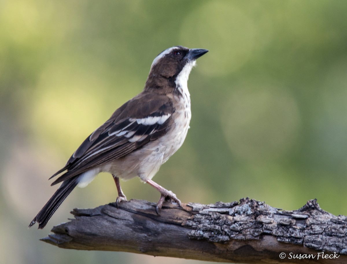 White-browed Sparrow-Weaver - ML180730131