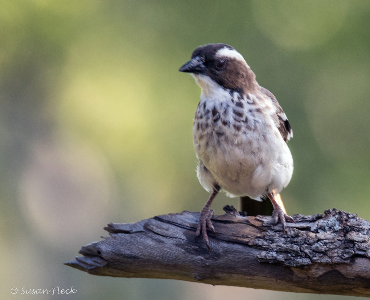 White-browed Sparrow-Weaver - ML180730191