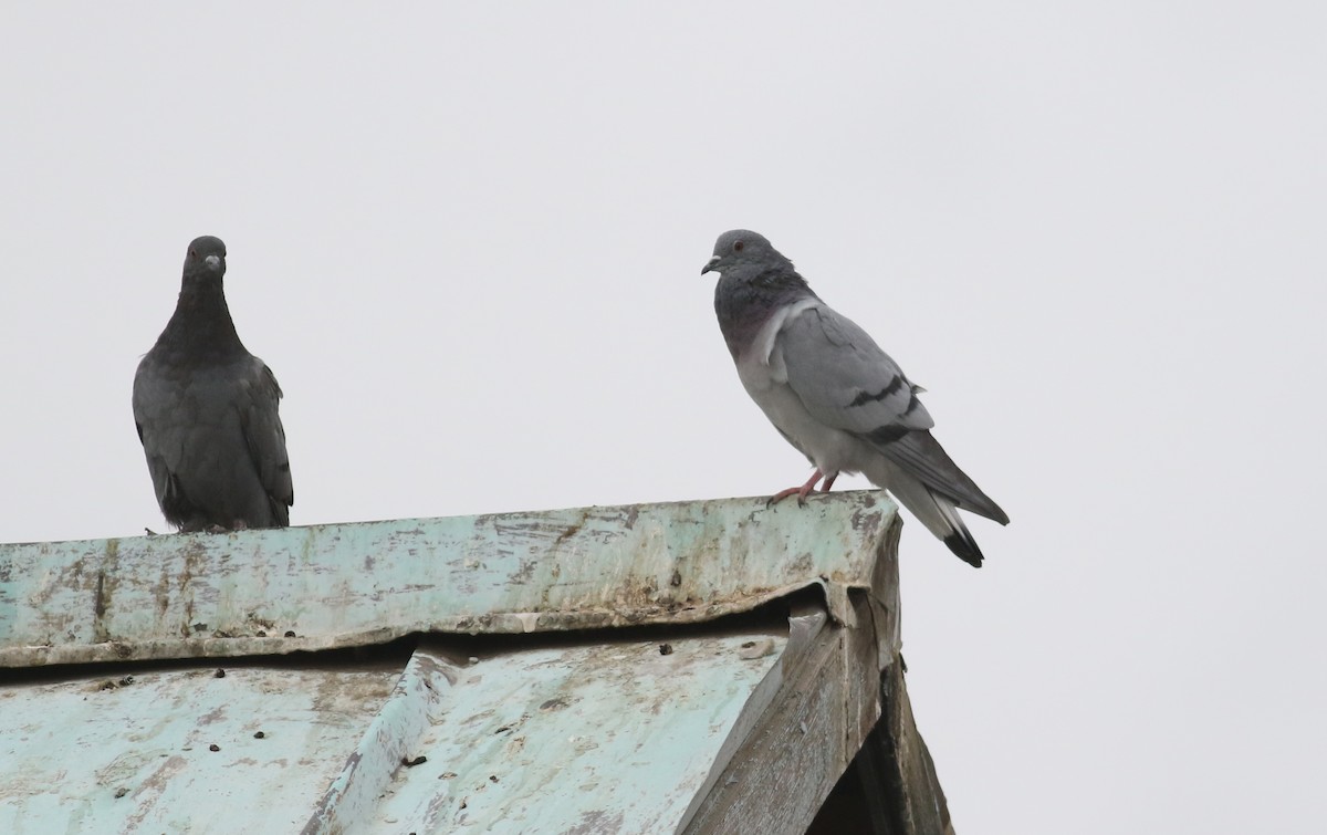 Pigeon biset ou P. des rochers - ML180730311