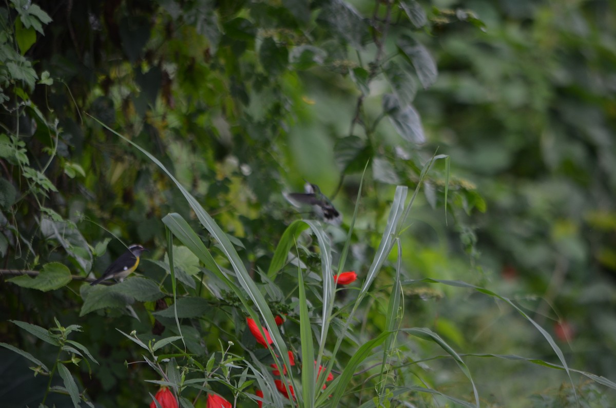 kolibřík tmavoprsý - ML180730441