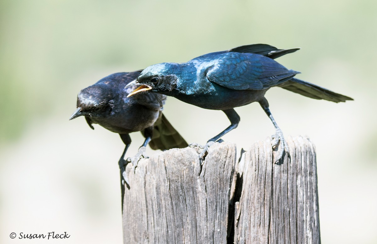 Meves's Starling - ML180730451