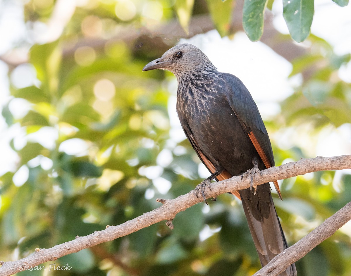 Red-winged Starling - ML180730541