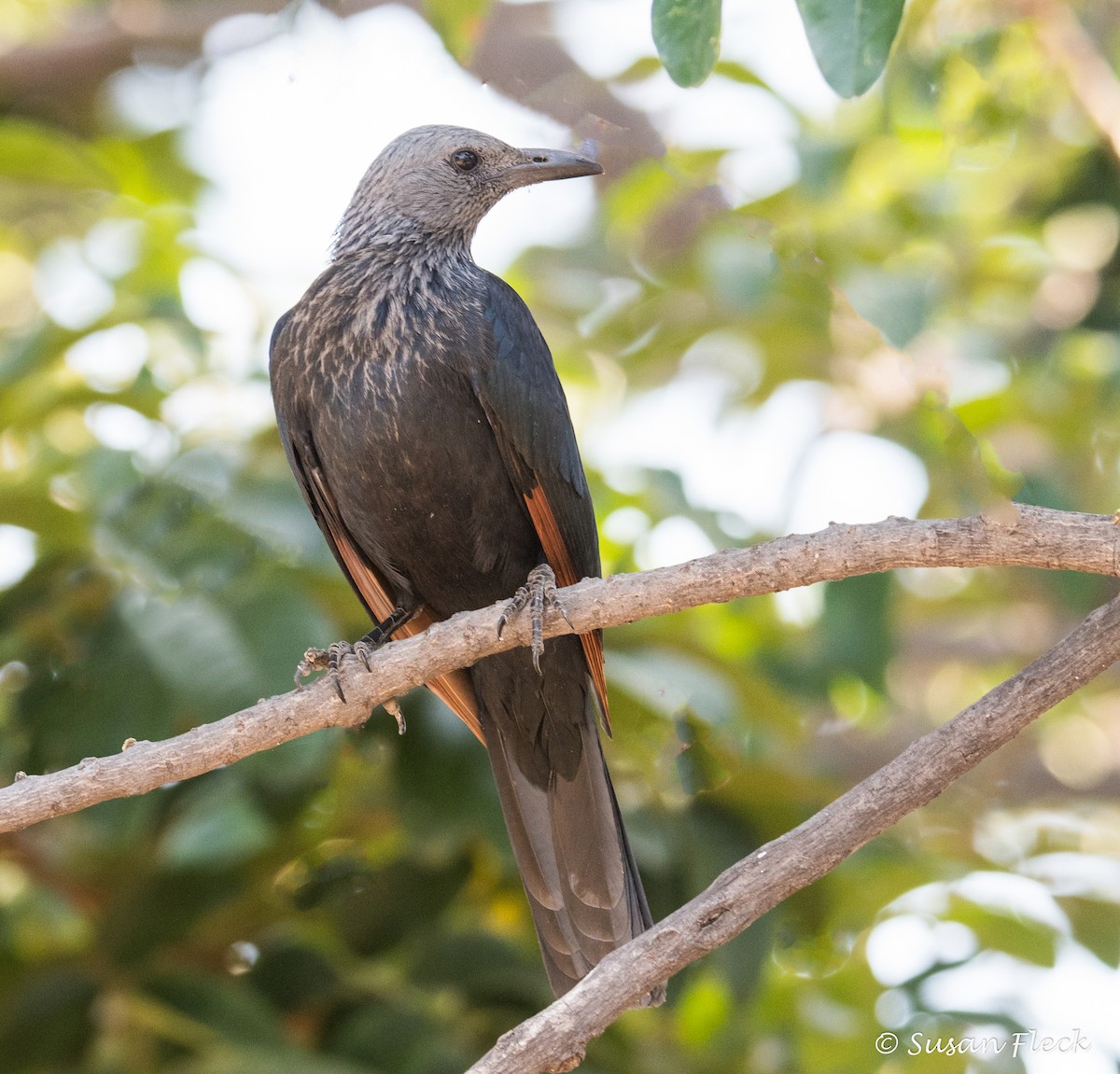 Red-winged Starling - ML180730681