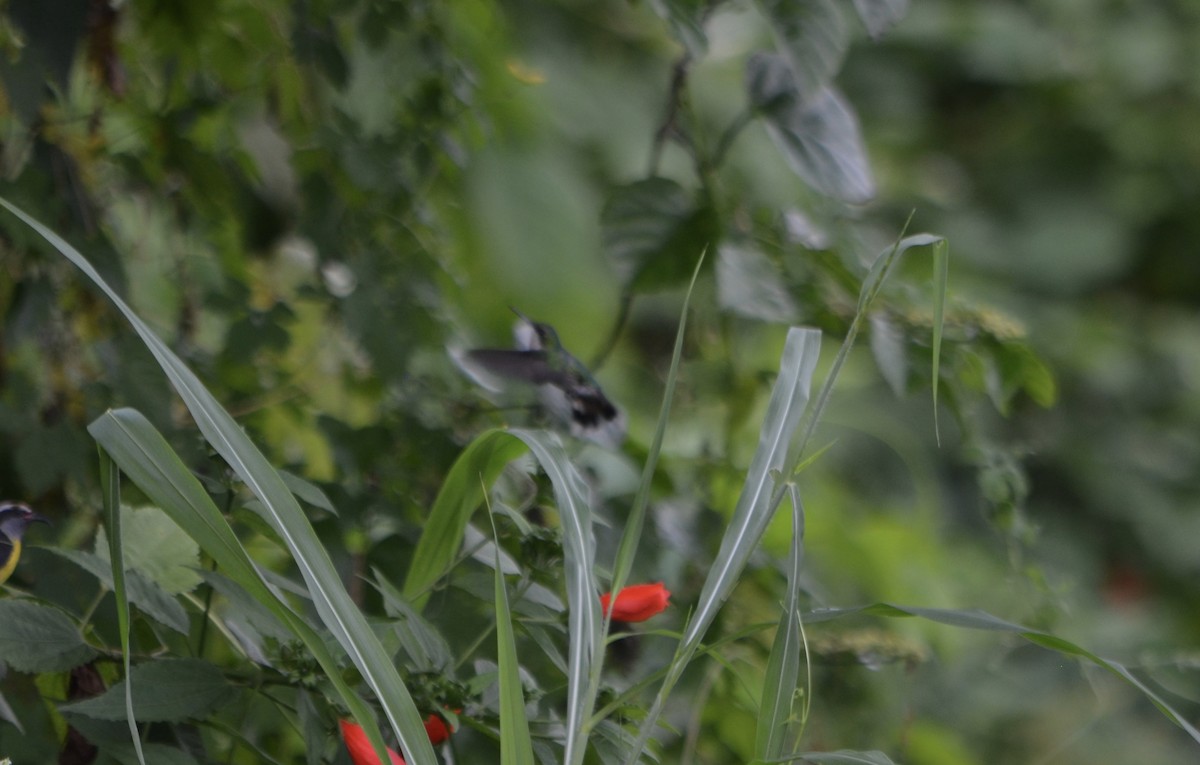 kolibřík tmavoprsý - ML180730691