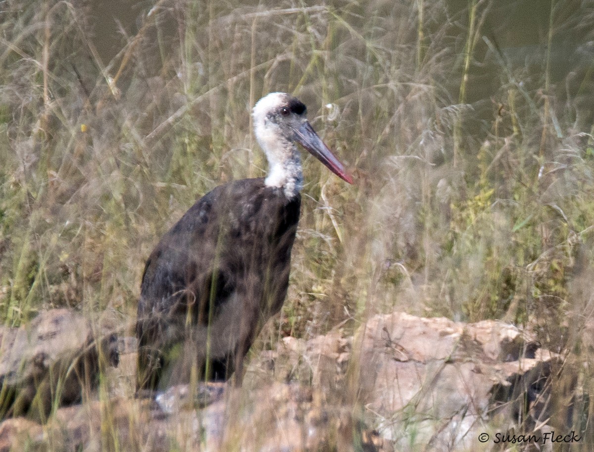 African Woolly-necked Stork - ML180730791