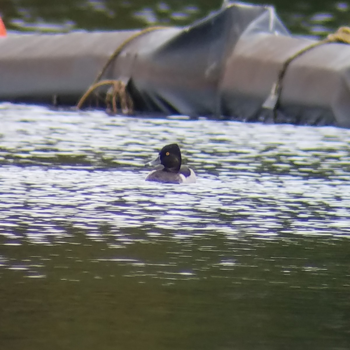 Ring-necked Duck - ML180732981