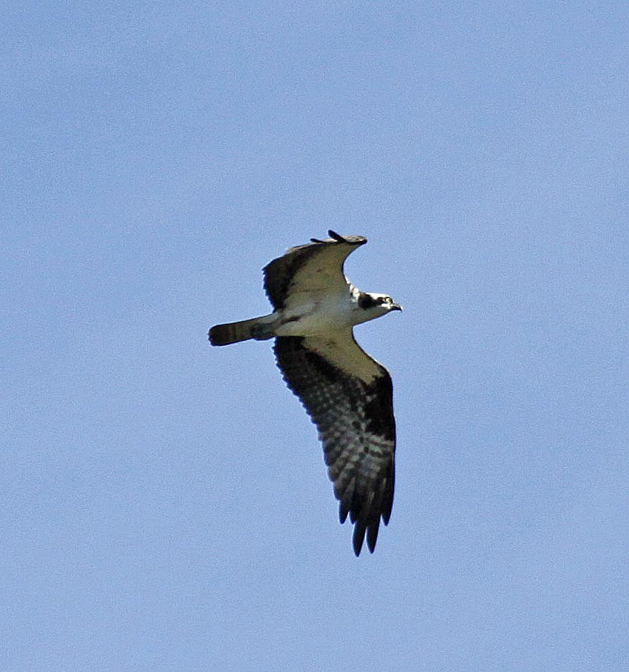 Osprey - Ron Friesz