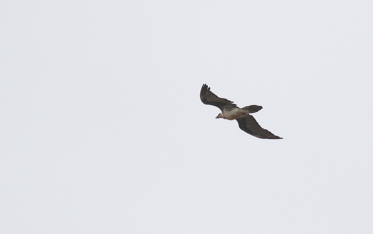 Bearded Vulture (Eurasian) - ML180734741