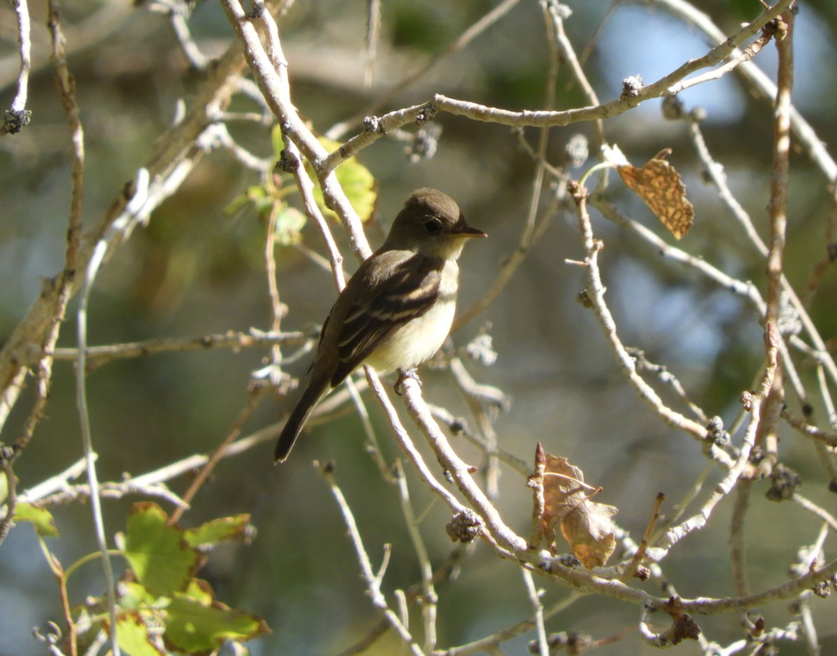 Willow Flycatcher - ML180734841