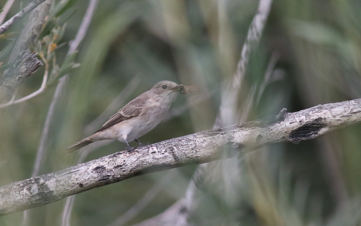 Spotted Flycatcher (Spotted) - ML180735051