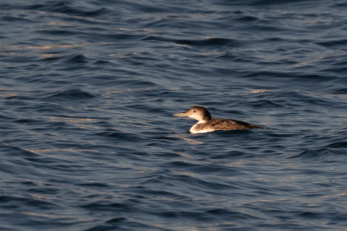 Common Loon - Shearwater  Journeys