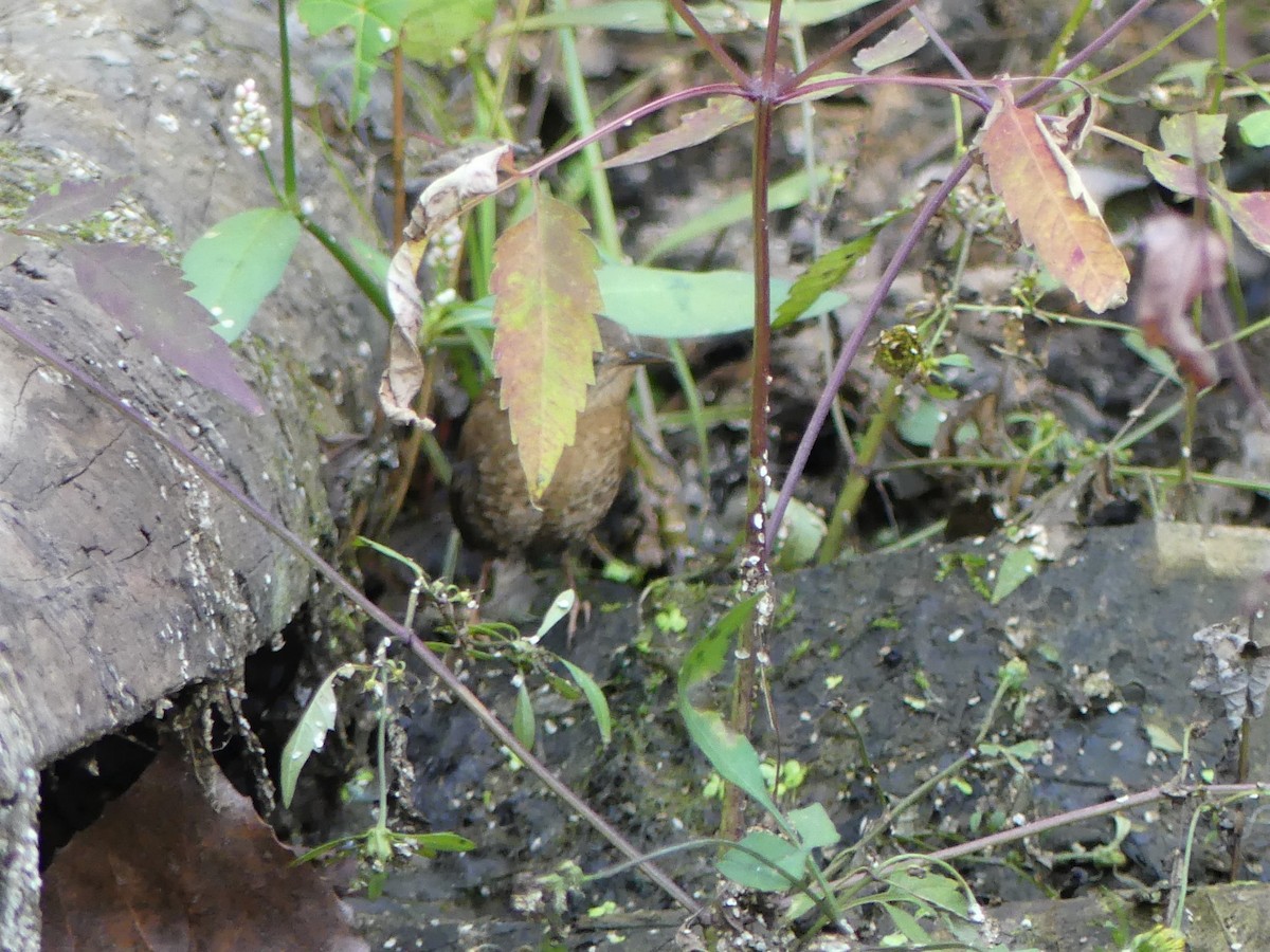 Winter Wren - ML180739231