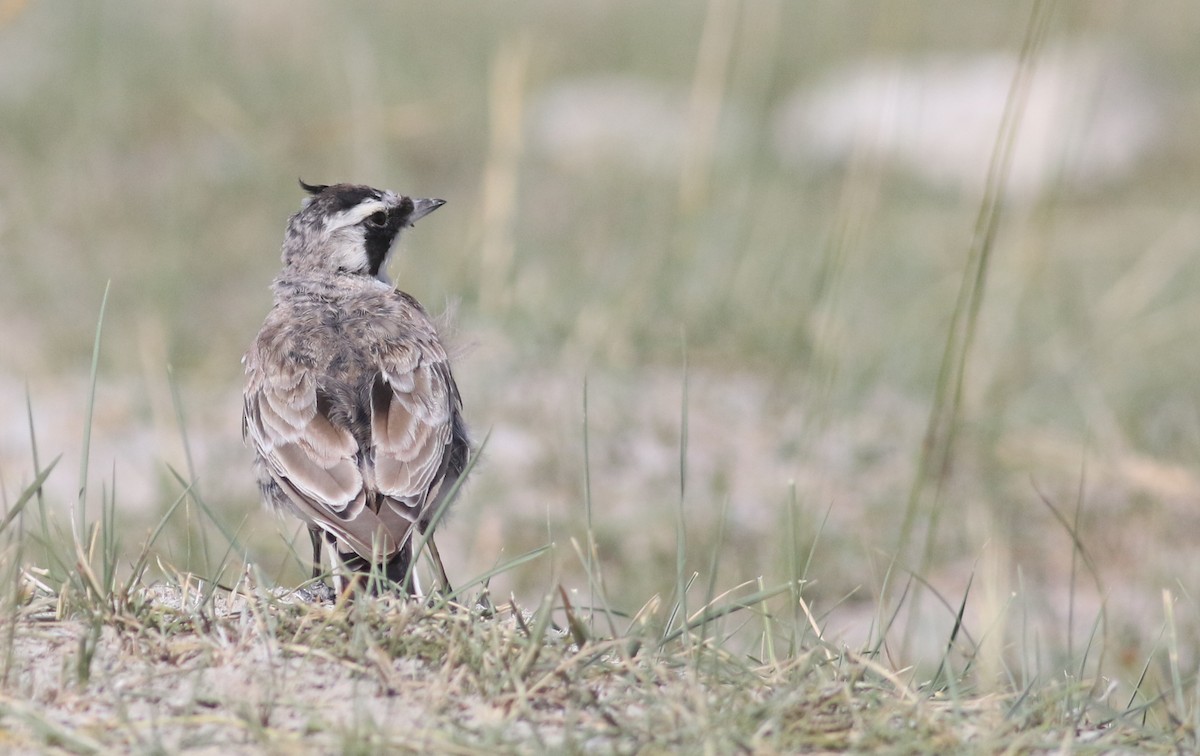 Horned Lark (Brandt's) - ML180739411