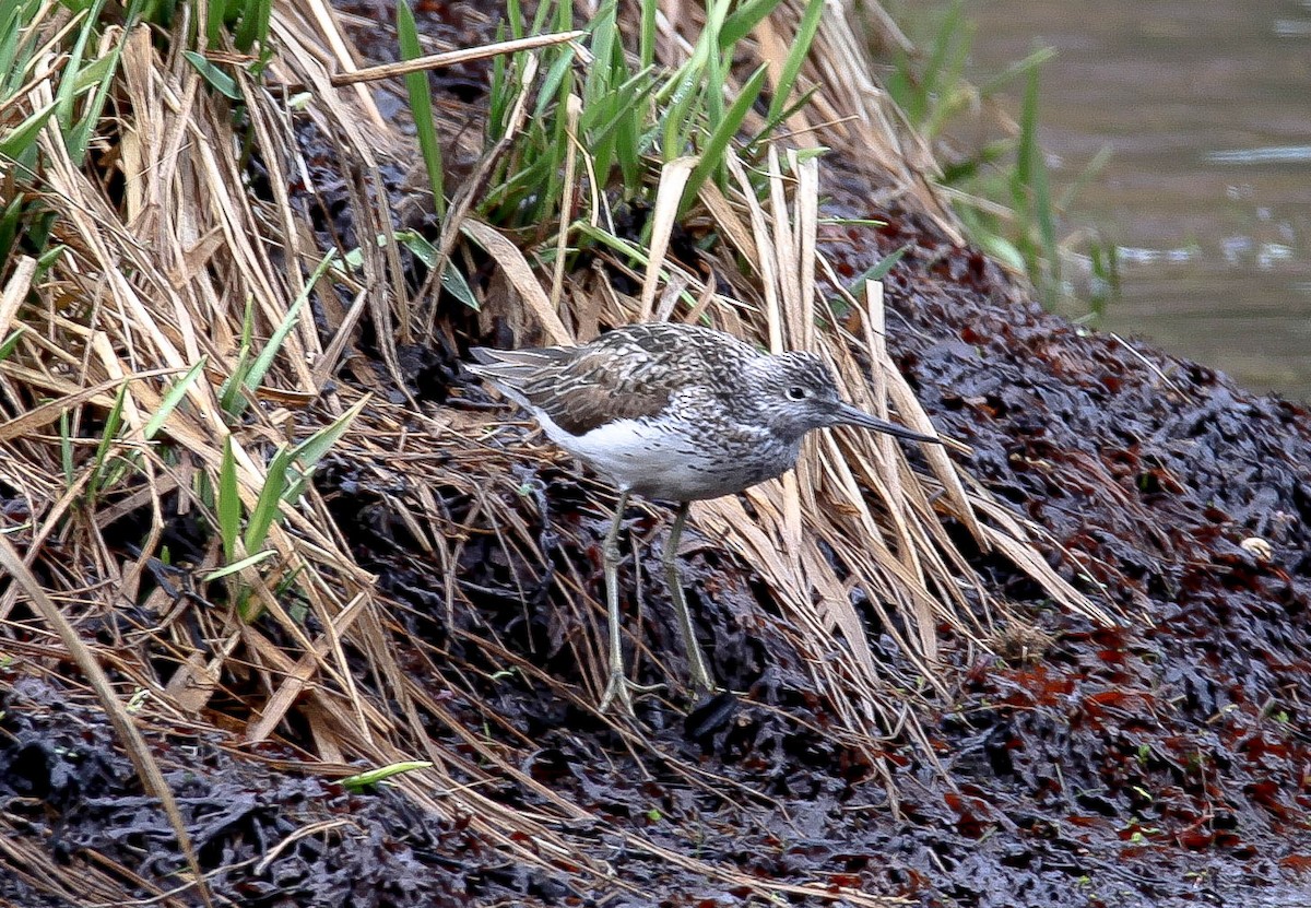 Common Greenshank - ML180739431