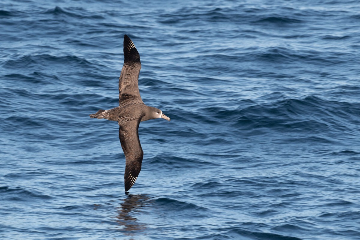 Albatros à pieds noirs - ML180739561